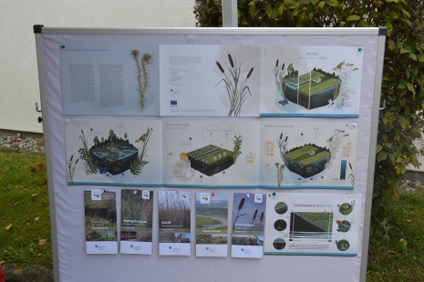 Wissenswertung um Seegras Wissenswertung um Seegras